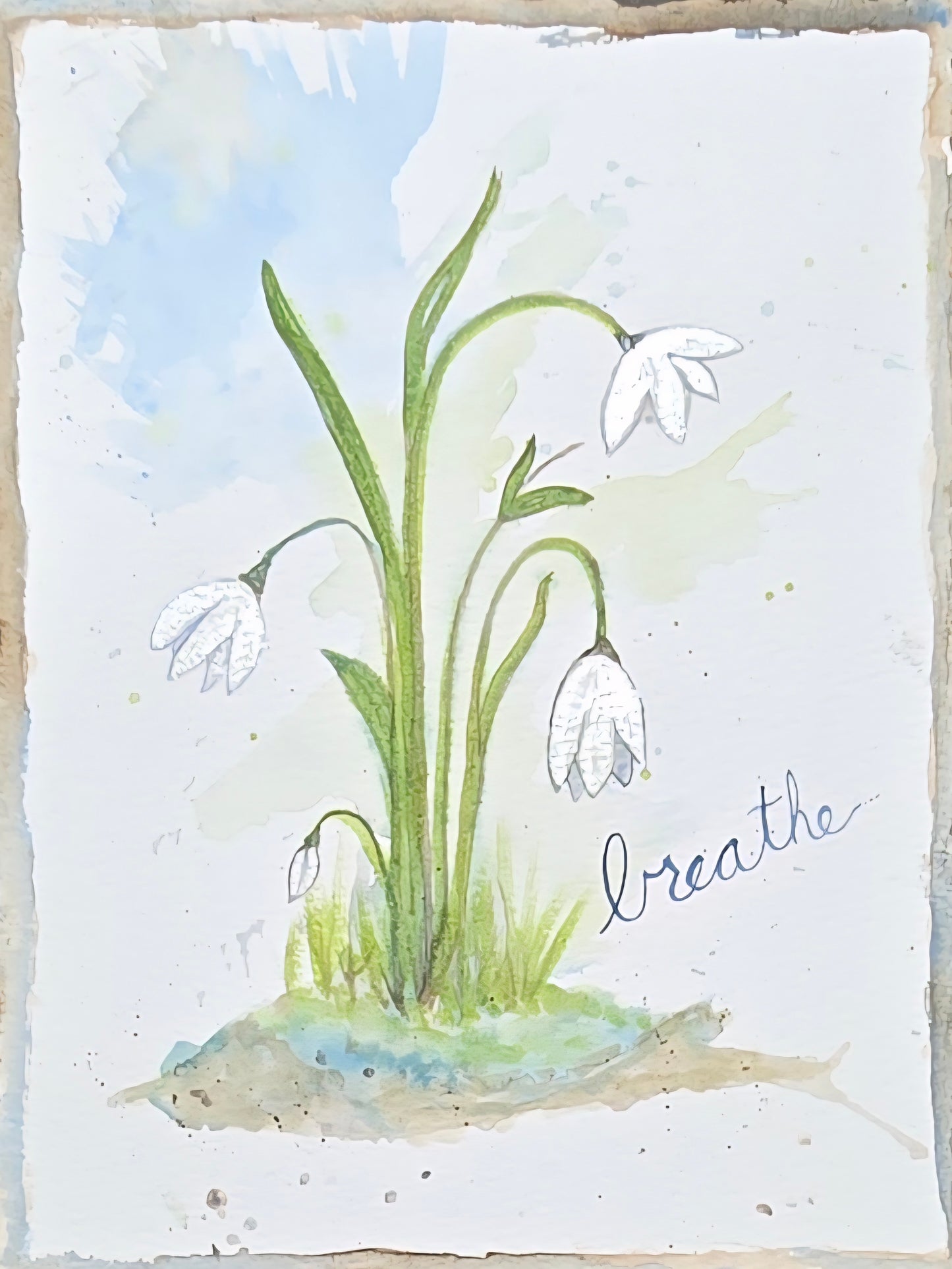 "The Snowdrop"